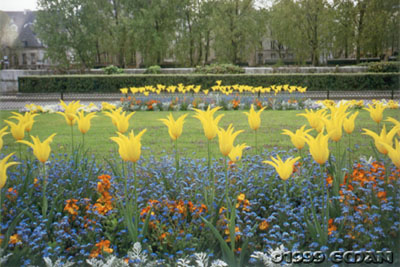 Tulips of Notre Dame